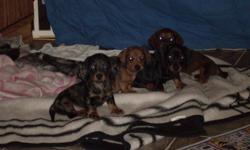 Dachshund Puppies, 2 dapple 1 silver , 1 red. 1 black/tan, 1 red. Family raised great personalities.