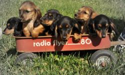 AKC Miniature Dachshund pups. Champion Lines. We have two litters with Long hair and smooth coats.
Beautiful colors: shaded cream, black and tan, and red sable. Puppies are happy and healthy. They are very well socialized. 1st shots and dewormed. Full