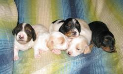 PieBald puppies. 2 males and 1 female available. AKC longhaired, declaws removed, de wormed, and 1st shots before they go to new homes. Ready Feb 25. Call Sharon at 301-375-7576 Pictures and info at:
Dennisonsdarlingdachshunds.com