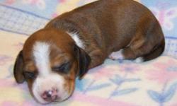 PUPPIES ARE NOW READY
Exceptional personality's, started on potty training as well. Dew claws are removed.
Vet checked, dewormed, Utd vaccines ,and have a health
guarantee. Well socialized as they were born and raised in our loving home being handled