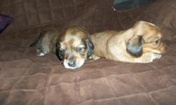 I have 2 male Dachshund Puppies that will be ready to go the first week of Oct they will have there first set of&nbsp;shot & wormed Vet checked both parents on site. mom is around 10 lbs dad is 12 lbs
&nbsp;
call or text
