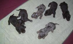 Dachshund Puppies for sale. Not registered but will have their first shots, worming, and health cert. Both parents are on premises. Taking Deposits now, will be ready Sept. 18th. If interested please contact me at 814-289-1208 and ask for Heather.