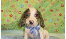 I have a beautiful male blue piebald dachshund that was born on 5/24/10. He has all his current shots, worming, microchip, and comes with a 1 year congenital warranty. He currently weighs 3.14 pounds and will be around 5 pounds full grown. Puppy is AKC