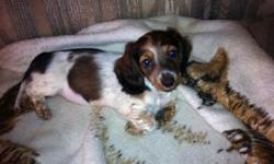 Hi we have 1 AKC Dachshund Piebald long hair female ready for her new home. date of birth is January 19, 2011. AKC Mother and AKC father are on site.Mother and Father weight are 12lbs - 15 lbs. the piebald puppies will also be around 12-15 lbs when