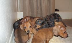 ~Mini Dachshund Pups~
Dappled Darlings!
6 weeks old
First shots & Worming
See both parents
300.00