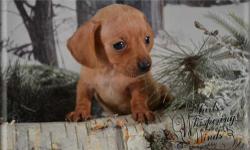 We are a breeder of Miniature Dachshunds. We breed long haired and smooths. We are taking reservations now on upcoming litters.We have an excellent reputation and are proud of the references we have. Please see what makes us unique. All Puppies go home