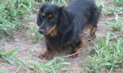 We have some older Dachshunds looking for their retirement home. If you would prefer an older dog instead of the puppy stage, then consider&nbsp;adopting one of our retirees.&nbsp; At this time, we have a 4 yr old longhair blue dapple spayed female name