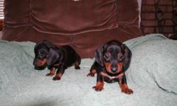 We have male Black and tan short haired dachshunds that are CKC Registered. They have their first shot, wormed and come with a puppy pack of eukanuba food. We are located 35 miles south west of Louisville KY. Visit our website www.goodnewsfarm.com for