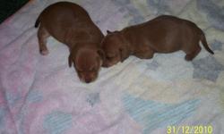 Full Blooded puppies (1) male and (1) female witll be ready for Valentines