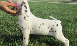 We have nine AKC registered dalmatian puppies. They were born February 20, 2011 and will be ready for new homes around April 18,2011. All have their first round of shots and wormers, we also have the paperwork of registration as well as the shots records