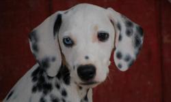 I have 4 CKC registered dalmatian puppies for sale. They are upto date on shots. Have started obediance training! They are 12 weeks old and are looking for a new home! They are all very friendly! I have more pictures if requested. Come on out and pick