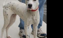 Tori was at the high-kill Walker County, Ga, animal shelter. She's about 10 months old, friendly and affectionate. She's is UTD on shots, heartworm negative and will be spayed. Tori loves to play with other dogs, is well-behaved on a leash, and behaves