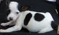Dancer is a mini tri color piebald female CKC registered rat terrier. She has had all shots and wormings and is ready to go.