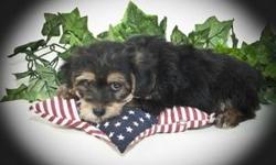 Meet Daniel! This Male Morkie, is a Designer Breed. He is 1/2 Yorkshire Terrier & 1/2 Maltese. He was born on May 5th.,2011. His Ma Ma is 8 lbs. & Pa Pa 7 lbs. He is a cute Black & Tan guy. They are asking $650.00 for this little puppy. He will come to