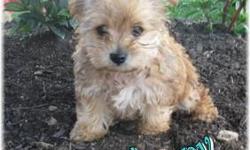 This is Danny, Boy! A Male Yorkiechon, one of the Designer Breed. He is a Cross between, 1/2 Yorkshire Terrier & 1/2 Bichon Frise. He is so, sweet with his Cream & Carmel colored coat. Danny was born on May 2nd.,2011. He will get between 5-8 lbs. He will