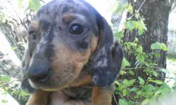 Male dapple dachshunds. healthy, shots, dewormed, and Florida Health Certificate. 9 weeks old. ready for good homes