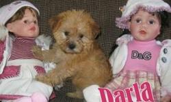 This Darling Darla!She is a Female Yorkiechon, one of the Designer Breeds.Darla is 1/2 Yorkshire Terrier & 1/2 Bichon Frise. She is a Beauty with her Carmel with touch of Brown coat. She was born on May 10th.,2011. This sweet little gal will come home
