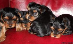 we have 4 ckc registered yorkie pups whose father has many champions in his AKC pedigree... pups were born june 3rd and will be available july 29th.. the mother is blue and gold and weighs 7 lbs... the father is dark blue and tan and weighs 3.4 lbs...
