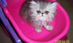 Precious little Persian Kittens for sale lovely personality allot of purrs 3 months old pet price staring at 300 and up