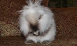Tika is a male Lionhead rabbit year and 1/2 old. He has been around kids since he was a baby. He is calm and loves to be around other animals. Our cat and dog doesn't faze him. He comes with a huge cage, litter box, igloo home, food dish, water bottle and