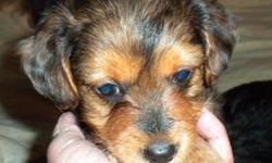 Adorable Yorkie mix puppies for sale $300.00. They are very playful, and healthy. Will be around 10 to 15 lbs. when grown. Mother is Daschund/Poodle, Father: Yorkie. 1st Shots and deworming are done. Born on May 11 2011. ready for that new family that