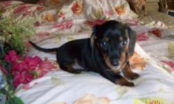 8 week old adorable daschund puppies.they have health certificates and are C.K.C registerd. Please call 407-929-6845.