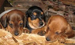 Beautiful puppies born Aug. 1 and ready to go to loving homes, All healthy pups, Both parents on site, Puppies vary in color 1 black and tan, 2 with varying shades of red. all short hair. All very adorable Call 517-260-1221 or 517-458-6000