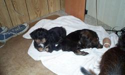 I hav 2 male dashut puppies.They r 10 wks young looking for thier forever homes.They r ready to fill yer home with all kinds of puppy kisses and toe chewings as well as what ever else they find handy.I can b reached at --.If you would like to take a look