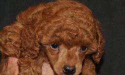 Rhett is a deep red AKC small toy poodle. Excellent bloodlines, socialized, guaranteed. Take him with you anywhere. He's ready to play until you drop or else just relax with you on the couch. Extremely smart, loyal, will make an excellente pet for life.