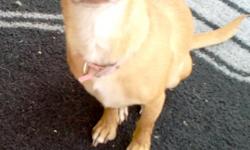 1 yr old deer head chihuahua, female, shots up to date, spayed, she goes to the grromers as well. SPOILED! She loves blankets, loves to cuddle, loves chews, & she gets under blankets to keep warm. she has an awesome personality, lover, lap dog, She loves