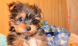 Registered Yorkies, German Shepherds, Maltese, Poodles, Havanese, Lab, Boxers. Designer mix puppies such as Shorkies, Morkies, Mini Bulldogs, Shih Poo. Teacup Yorkies too. Prices starting at $250. Delivery to your home. 740-575-4994