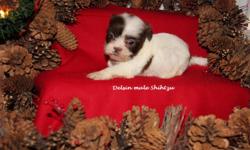 Delsin is a cute little liver and white male Shih-tzu. He was born November 12, 2012.&nbsp; Mom and dad both have great personalities.&nbsp; Up to date on shots and dewormed.&nbsp; He will come CKC Registered with a written health guarantee.&nbsp;