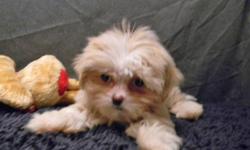 $50 and up for Mixed breeds of small puppies. Puggle, Lhasa Poo, Shih Poo, YorkiChon, Morkie, Chorkie, Shorkie. Also registered small & large breed dogs. visit www.thebestpups.com for pictures