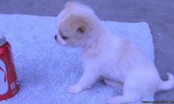 Our two designer mix toy dogs recently had 5 puppies. As we love them all, we cannot keep them. We are looking for someone who loves little dogs and will provide each with a great home. We love our dogs very much. We are NOT breeders, and this is the LAST