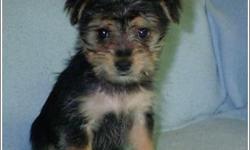 Designer toy size Morkie Puppies For Sale South Florida. These super cute designer Morky puppies are a Yorkie and Maltese mix. Our Morkies for sale have all puppy shots/dewormings up to date, health certificate, papers, some have microchips and all come