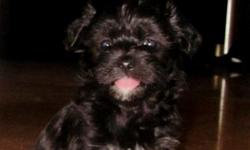 Male maltese- 6 lbs / shitzu 8 lbs had a very unique, adorable liter! All black with a small marking of white, tuxedo looking puppies. Very healthy, first set of shots and dewarmed. A MUST SEE, will be between 6-8lb fluffy babies! Please email