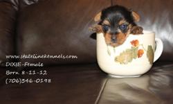 Hi I was born 11 Aug 2012, I am a female Yorkie I'm only $800.00 I am CKC registered, will be about 5 lbs grown
My name is DIXIE and I come with a written health guarantee and I am looking for a new home. Please call (404)766-0875
or visit our website to