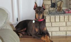 Doberman Adult Female Red and Rust, 2years old. House trained, Ears cropped, tail docked, shots up to date.
Good natured, Good with kids and other dogs. 205-429-2128