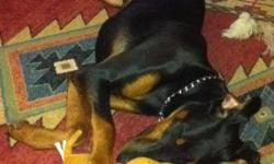 I have a black and tan AKC reg Doberman thats almost a year old. His name is Apache. My girlfriend and I have no choice but to find him a new home because we just dont have enough time for him. We both work 3rd shift so he is caged all night. Would like