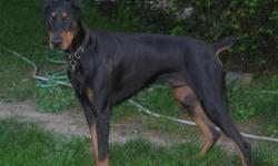 We have Doberman Puppies that were born on 6-26-2011.
6 Black and Tan Males ($300), 1 Black and Tan female ($300), and 1 Blue Female($400).
The Parents and the Puppies have been family raised and are well socialized with people and children. They have