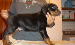 I have 3 black/rust pure breed european bloodline doberman pincher puppies. they were born on 9-21-12 are available for pick up. &nbsp;text me or call me with any questions at --.
