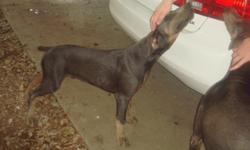 2 blue in color doberman pups.both six months old and have floppy ears and docked tail. both akc registered dogs and need a new home. i dont have the room for 4 dogs anymore. they are good with other dogs and kids as well. call or txt 210 367 5331. will