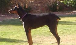 9 month old female doberman. Ears are cropped, tail is docked, current on all shots. Great with other dogs, cats and kids.