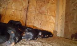 -10 puppies 3 females & 7 males.
-all natural black/tan color. no red or grey dobies
-all natural ears, tail and not declawed.
-very healthy,strong,great temper,
-big nice paws
-just opened eyes yesterday 11/10/12
-born oct/28/12
-mom is black dobie
-dad