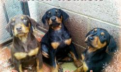 Doberman Pinscher Puppies, 8 weeks old, Shots, Dewormed, Tails Docked, 500.00 each FIRM, Sold as pets (No papers), for more info please call 904-721-2288, Serious Inquires Only Please. 15 years breeding experience. We are located in Van Nuys CA 91405,