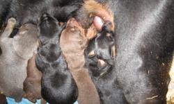 WE have beautiful AKC reg. Doberman Pinscher puppies. There are 4 black/rust males, 2 red/rust males, 1 blue/rust female, and 1 fawn/rust female. The price varies depending on gender, size, pet or show quality. The parents are both black/rust, with great