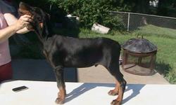 Beautiful litter of 9 AKC Doberman Pinschers sired by International Champion Echo iz Zoosfery. Only 4 left, 2 males and 2 females. 15 weeks. All black and rust. Parents on site. Mom is chocolate and rust. Shots, wormed, dews and tails done. Ready for an