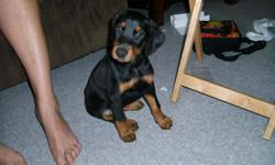 7 week old female Doberman Pinscher puppy. AKC registered and first shots. Call 509-322-2581