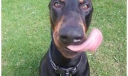 Dash is a 2 year old full breed doberman stud. Papers are in hand comes from Hawaiian champion blood line. If interested in breeding let me know.