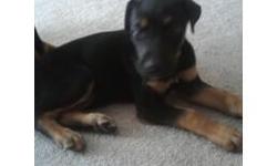 we have 5 doberman puppies that need new homes. they are 7 weeks old and have been vaccinated and wormed.